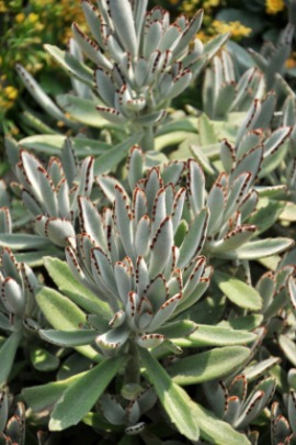 panda plant