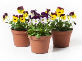 pansy