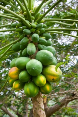 papaya