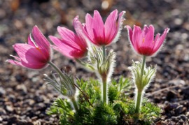 pasqueflower