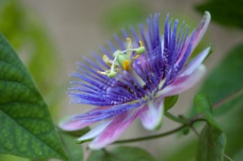 passionflower