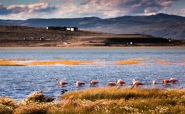 Patagonia