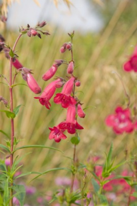 penstemon