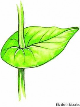 perfoliate