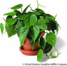 philodendron