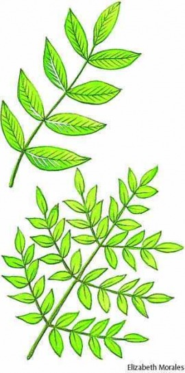 pinnate