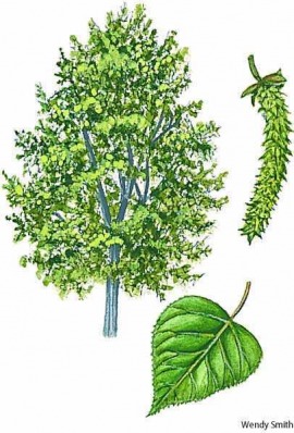 poplar
