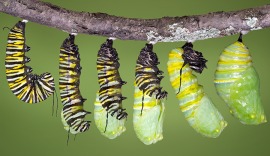 pupa