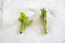 qat