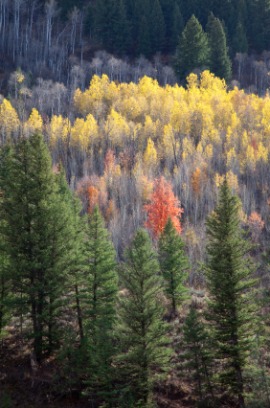 quaking aspen