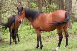 quarter horse