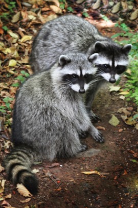 raccoon