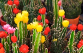 rainbow cactus
