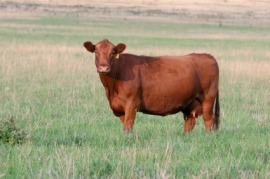 Red Angus