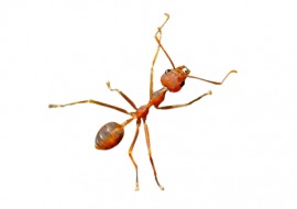 red ant