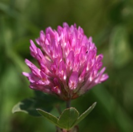 red clover