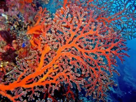 red coral