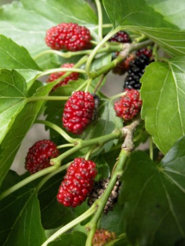 red mulberry