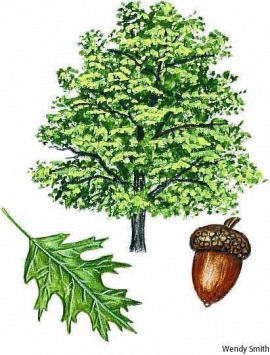 red oak