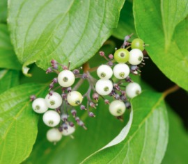 red osier