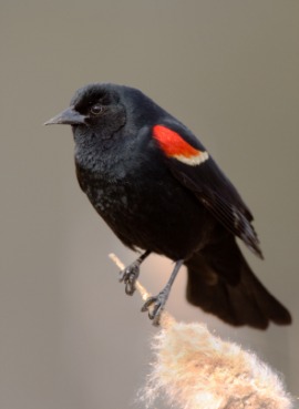 redwing