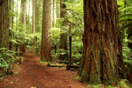 redwood