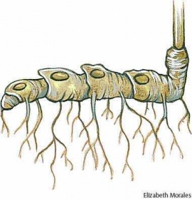 rhizome