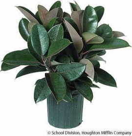 rubber plant