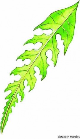 runcinate