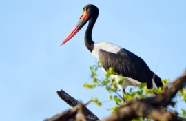 saddle-billed stork