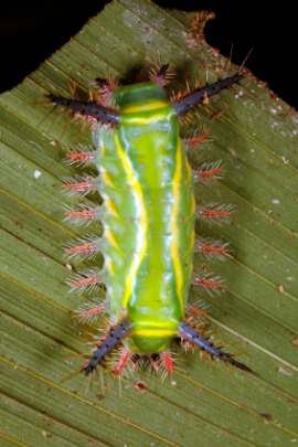 saddleback caterpillar