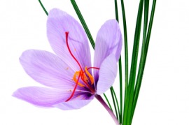 saffron