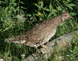 sage hen