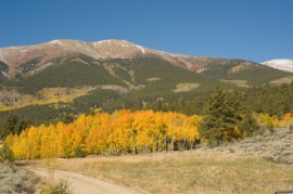 sagebrush