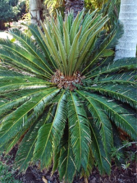 sago palm