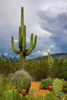 saguaro