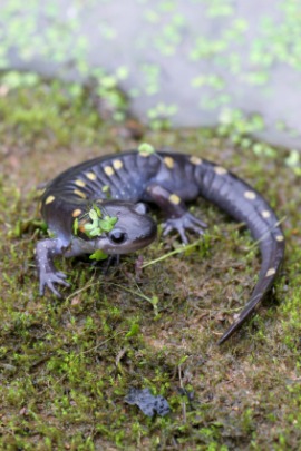 salamander