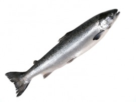 salmon