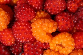 salmonberry
