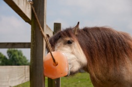 salt lick