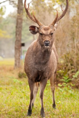sambar