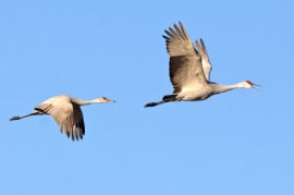 sandhill crane