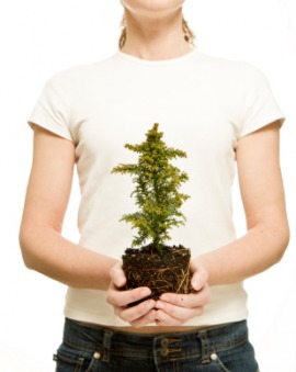 sapling
