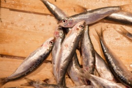 sardine