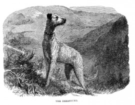 English Deerhound