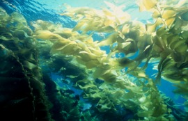 seaweed