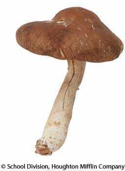 shiitake