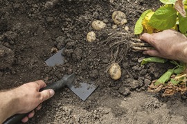 shovel