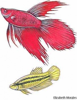 Siamese fighting fish