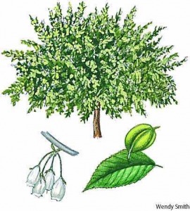 silverbell tree